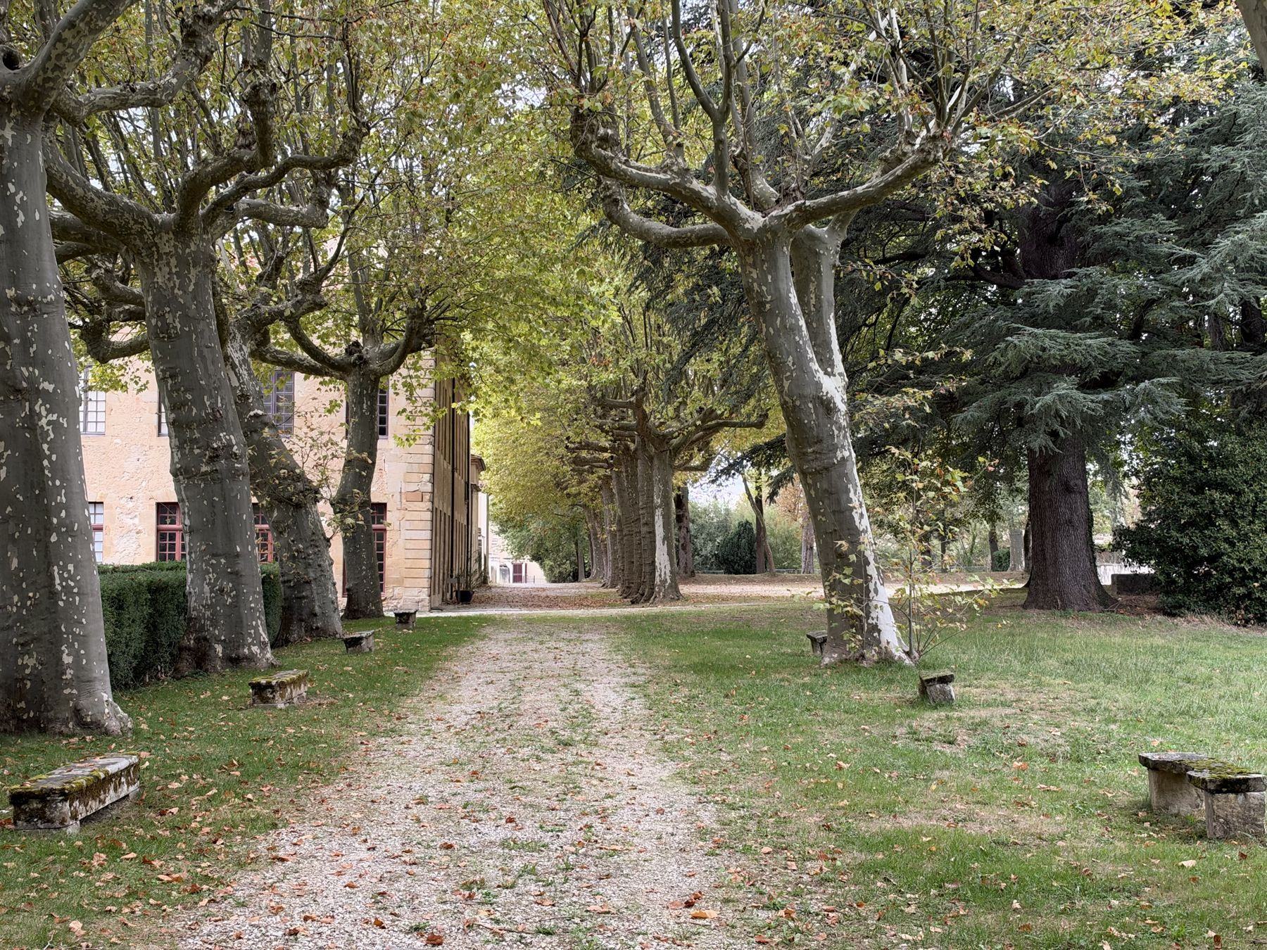 Allée de platanes de l’abbaye-école de Sorèze
